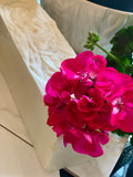 Geranium Shea Soap
